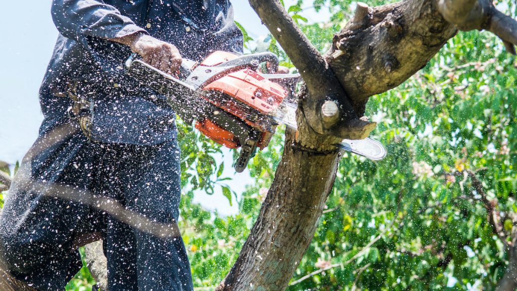 Tree Removal Services 